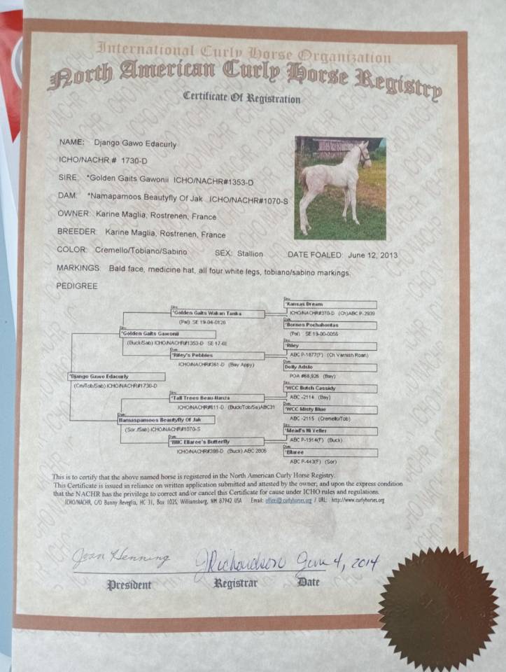 Semental Curly En venta 2014 Perlino por golden gaits gawonii