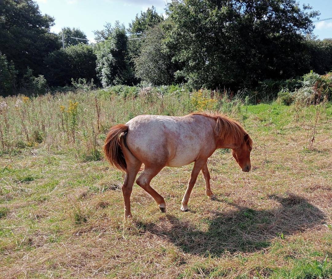 Potranca Curly En venta 2022 Roano por indianinio edacurly