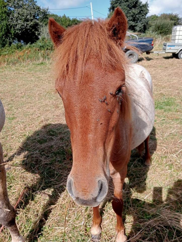 Potranca Curly En venta 2022 Roano por indianinio edacurly