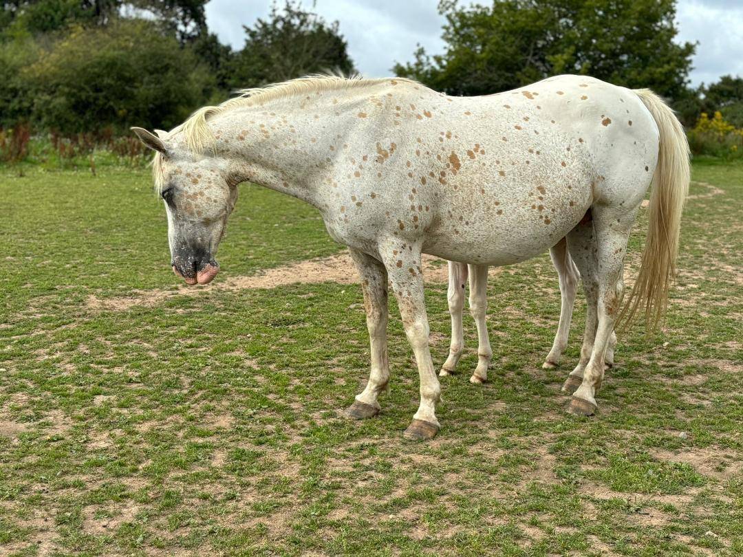 Yegua Caballo de Silla En venta 2014 Appaloosa