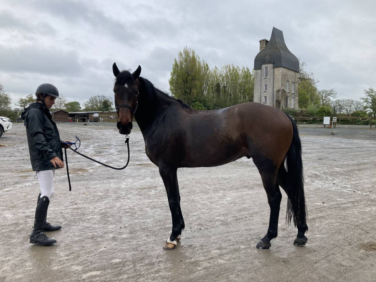 Caballo castrado Silla Francés En venta 2019 Bayo por L’arc de triomphe
