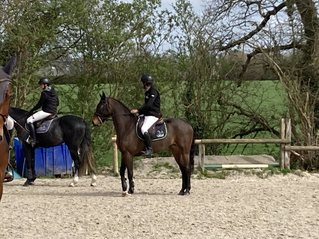Caballo castrado Silla Francés En venta 2019 Bayo por L’arc de triomphe