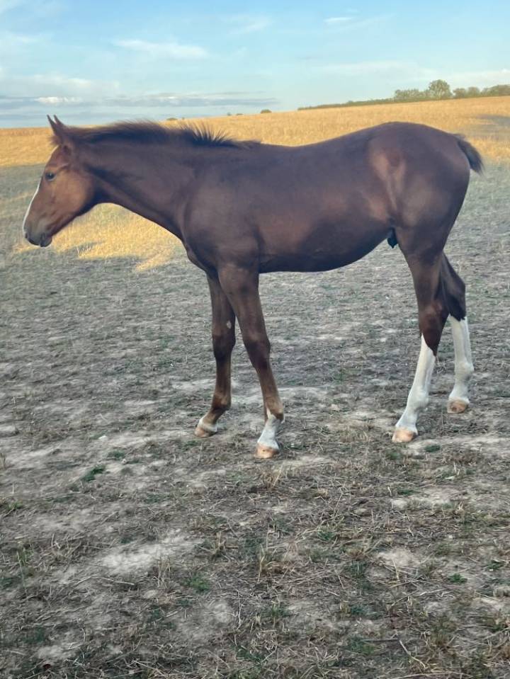 Potro Silla Francés En venta 2023 Alazán tostado por Jilbert van't ruytershof