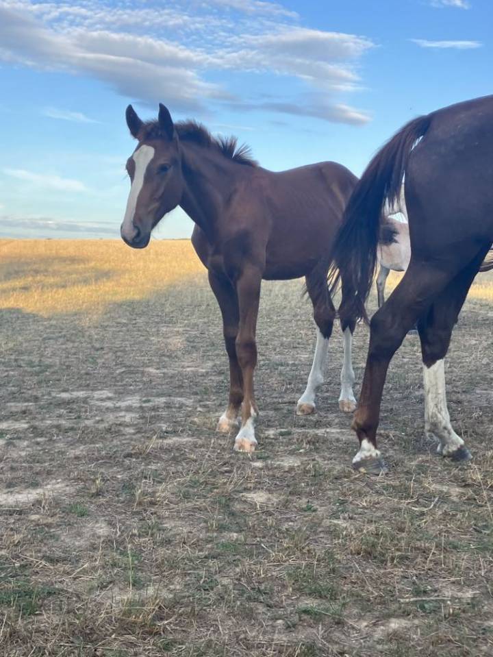 Potro Silla Francés En venta 2023 Alazán tostado por Jilbert van't ruytershof