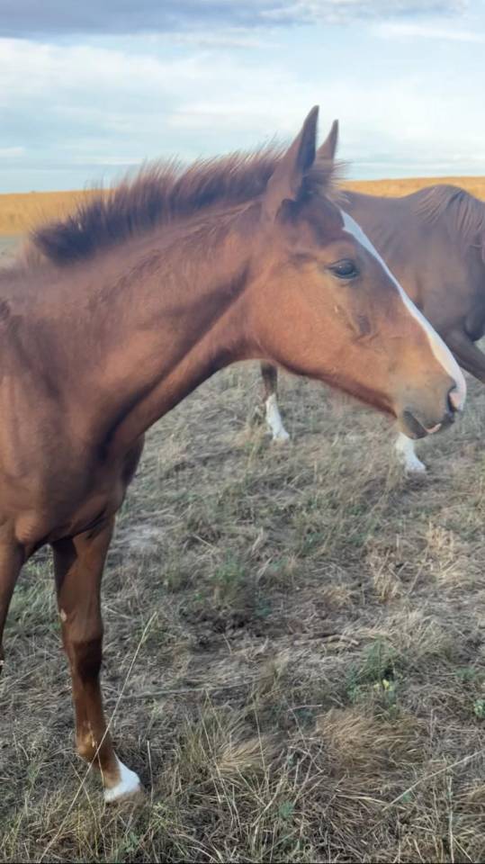 Potro Silla Francés En venta 2023 Alazán tostado por Jilbert van't ruytershof