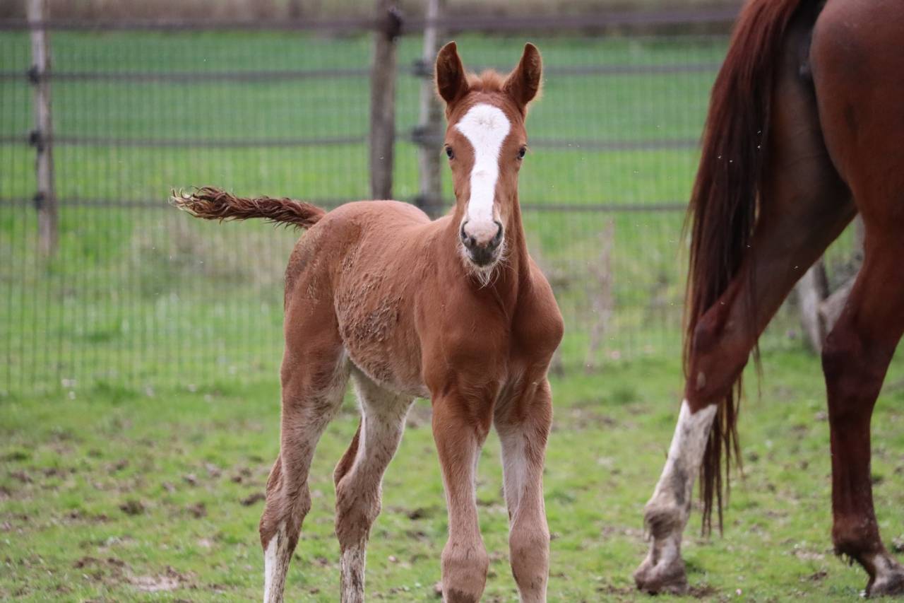 Potro Silla Francés En venta 2023 Alazán tostado por Jilbert van't ruytershof