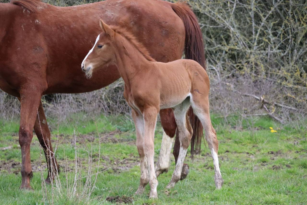 Potro Silla Francés En venta 2023 Alazán tostado por Jilbert van't ruytershof