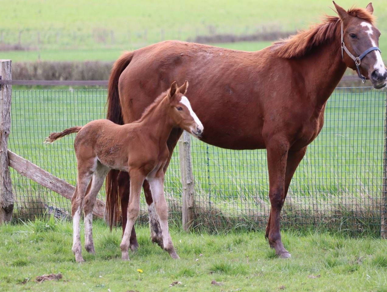 Potro Silla Francés En venta 2023 Alazán tostado por Jilbert van't ruytershof