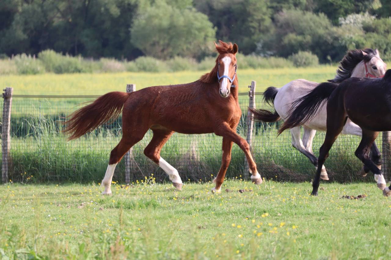 Potro Silla Francés En venta 2023 Alazán tostado por Jilbert van't ruytershof