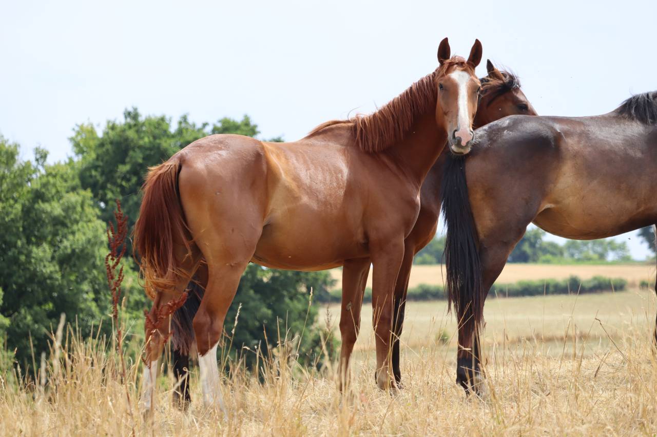 Potro Silla Francés En venta 2023 Alazán tostado por Jilbert van't ruytershof