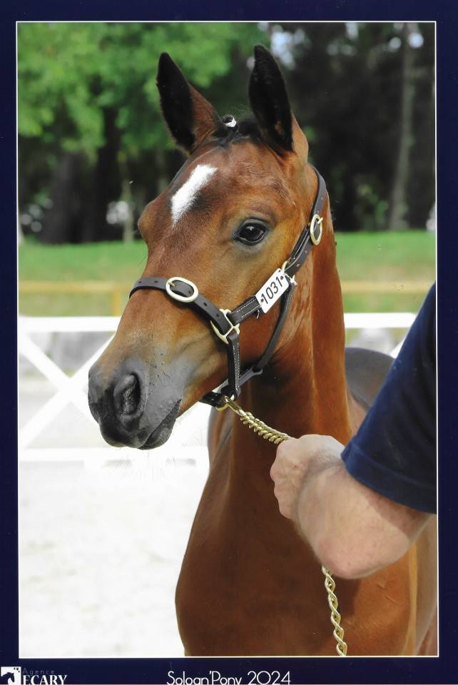 Potro PFS Poni Françés de Silla En venta 2023 Bayo por Montbazillac du Lin