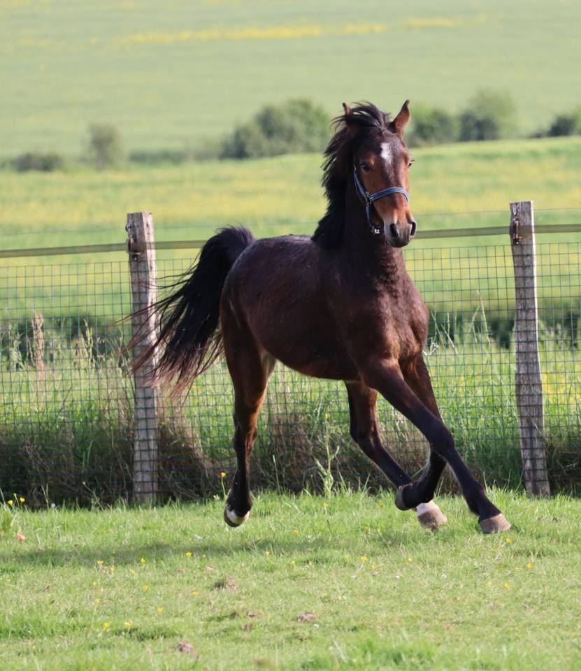 Potro PFS Poni Françés de Silla En venta 2023 Bayo por Montbazillac du Lin