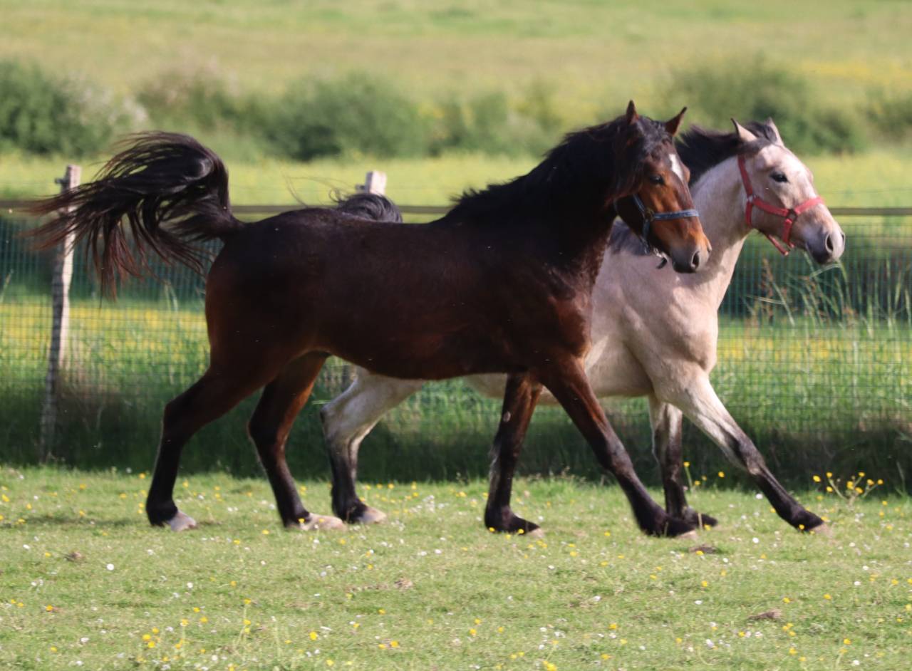 Potro PFS Poni Françés de Silla En venta 2023 Bayo por Montbazillac du Lin