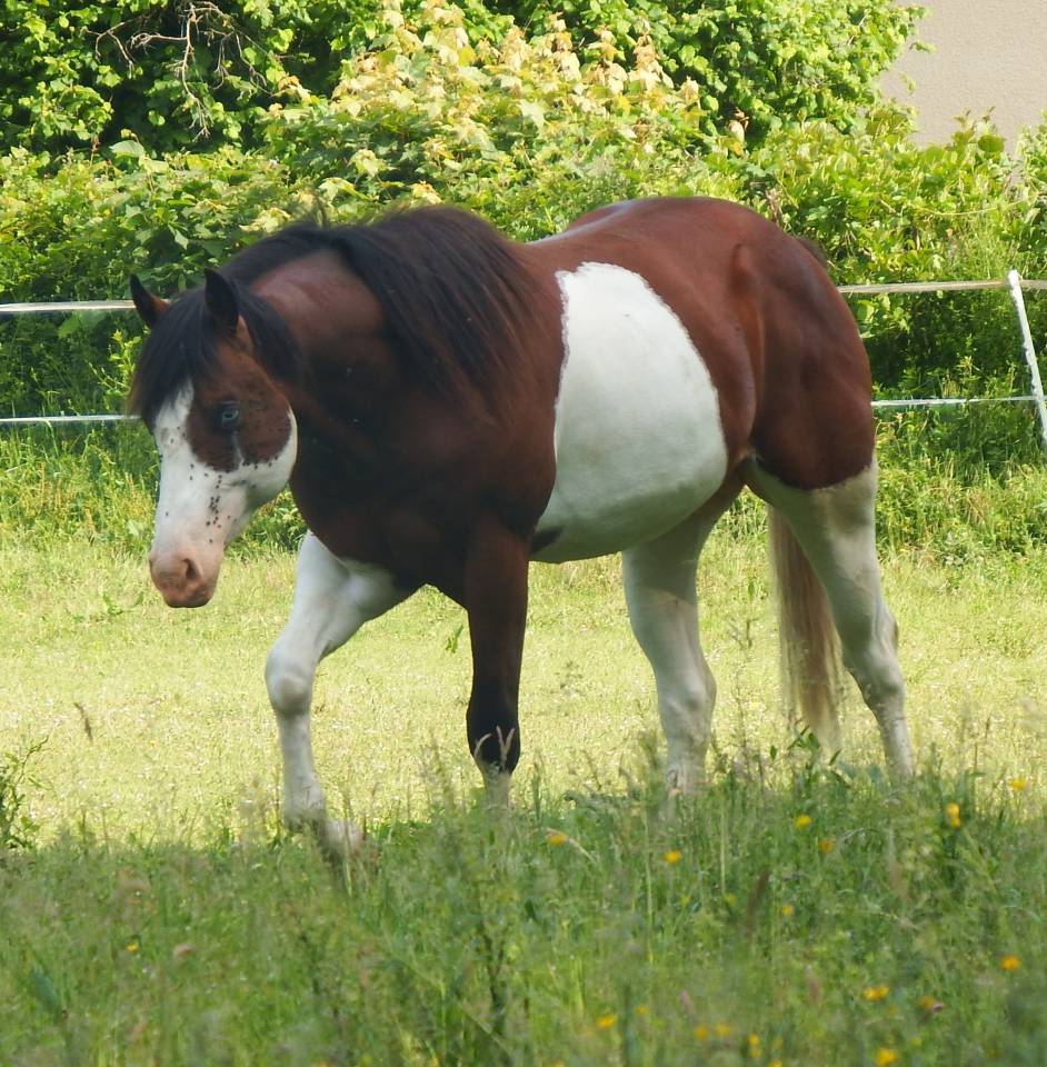 im rascal lody tr - Paint Horse 2021 por Little Buck Rascal