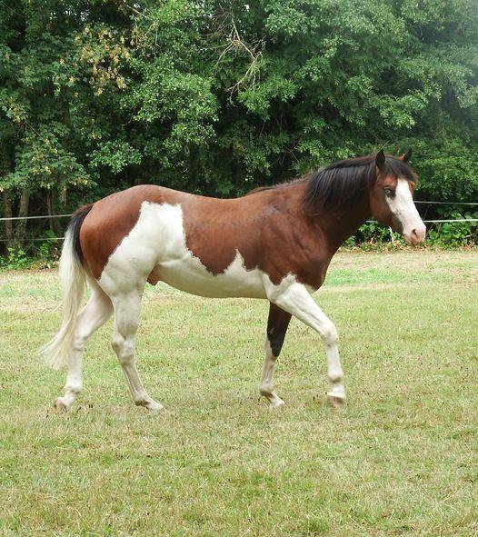 im rascal lody tr - Paint Horse 2021 por Little Buck Rascal