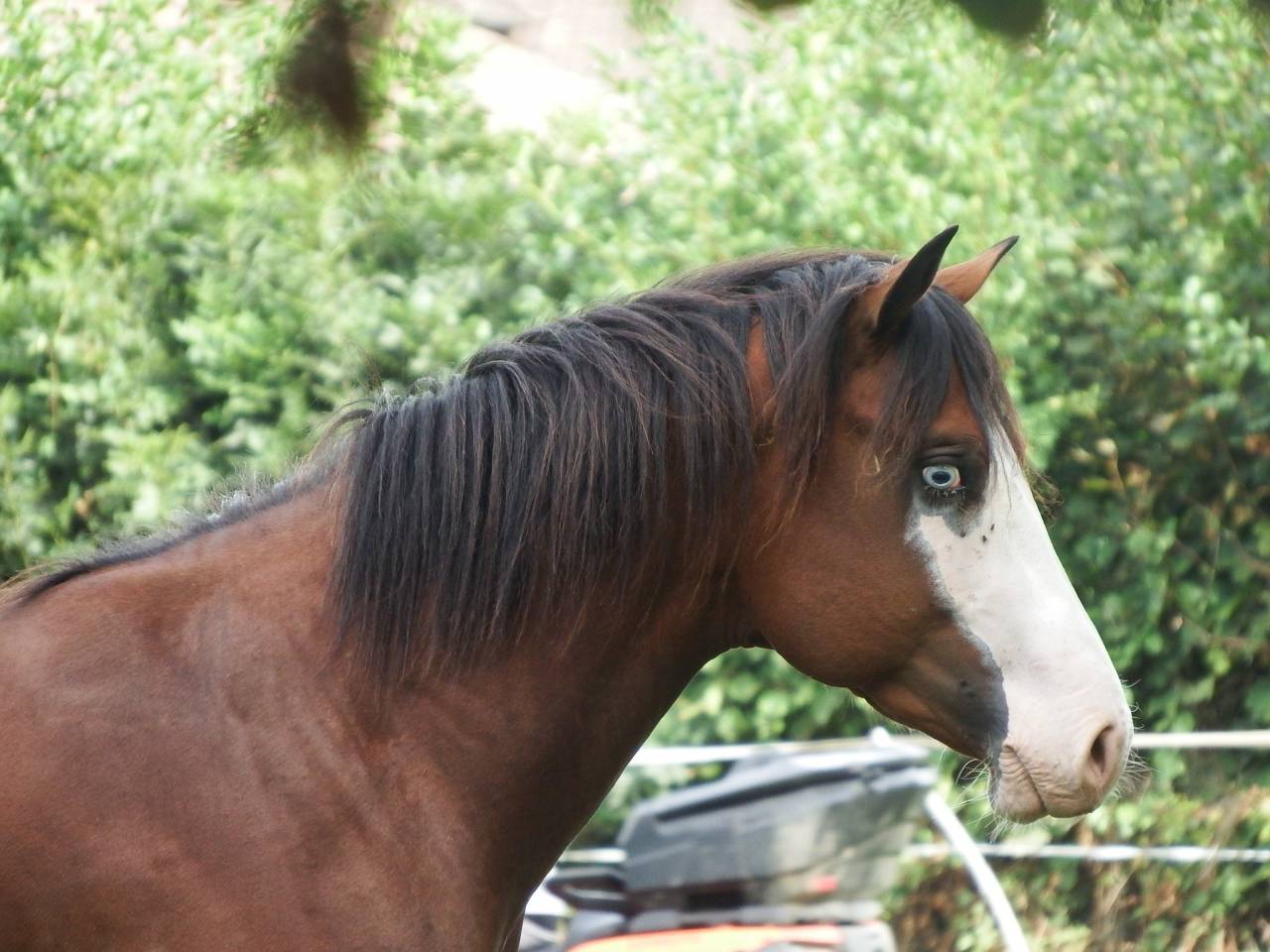 im rascal lody tr - Paint Horse 2021 por Little Buck Rascal