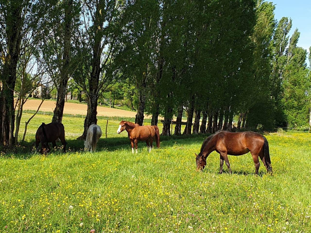 Centro ecuestre En venta Lot y Garona