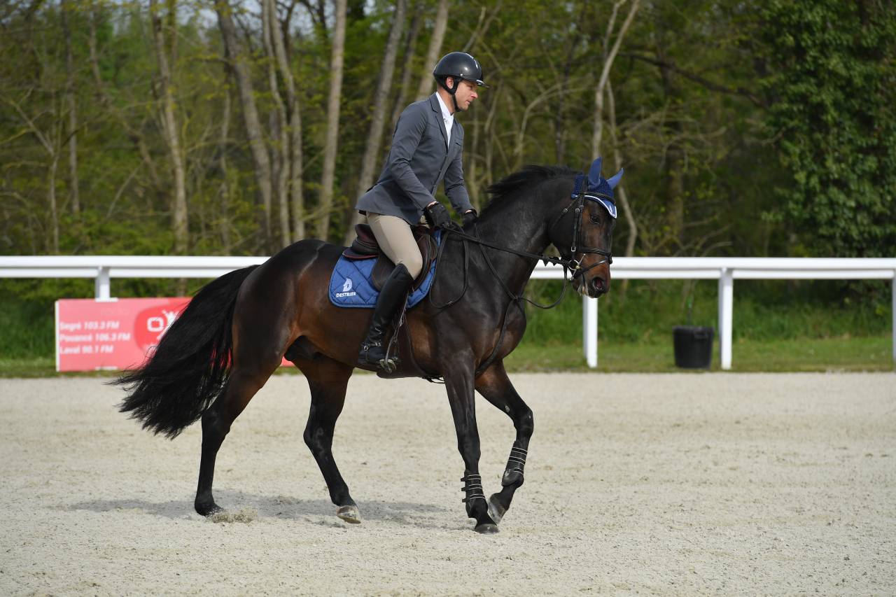 Jaguar d'hebene  - Silla Francés 2019 por montender