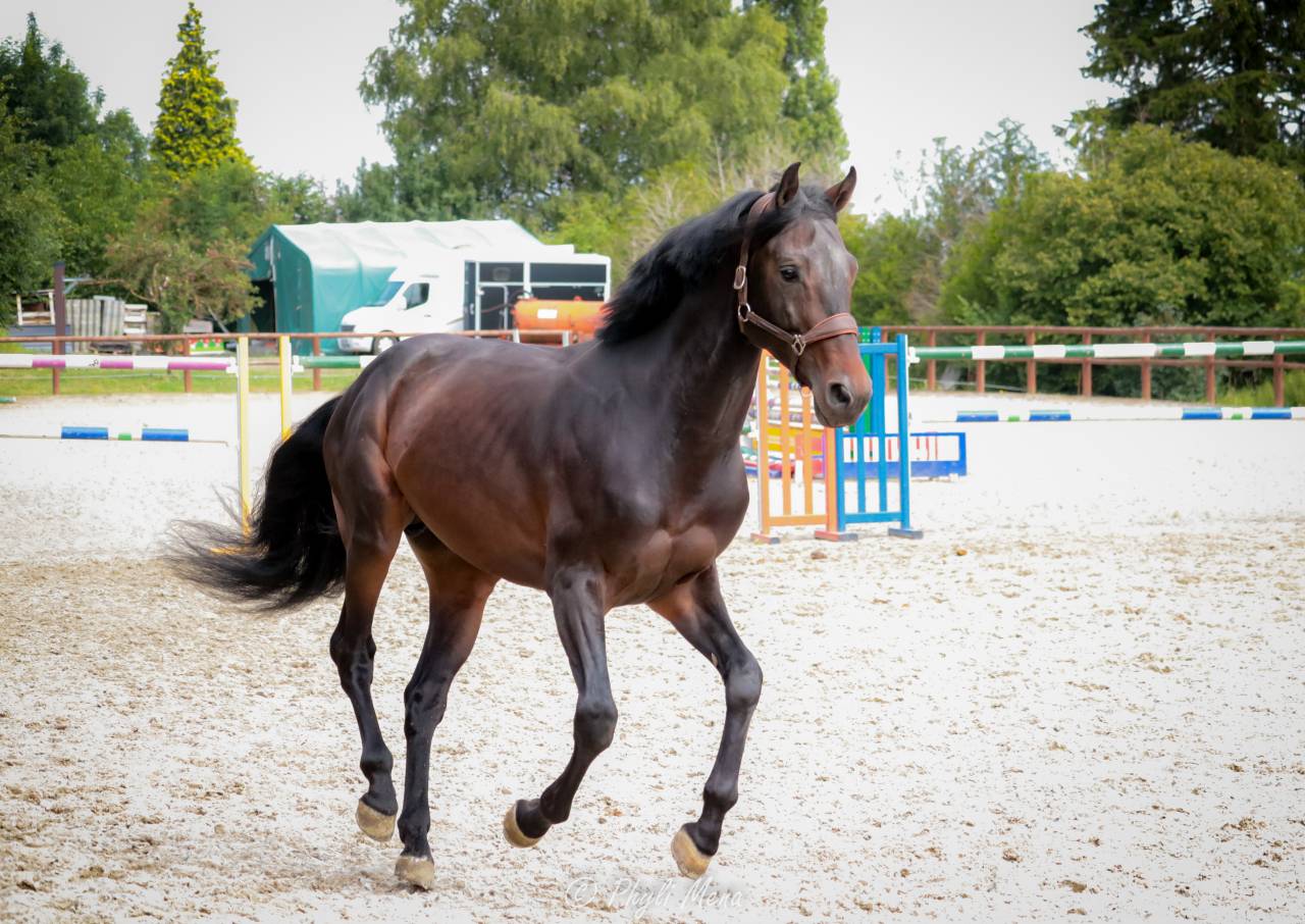 Jaguar d'hebene  - Silla Francés 2019 por montender
