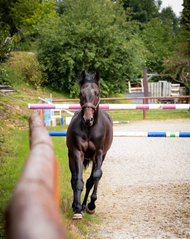 Jaguar d'hebene  - Silla Francés 2019 por montender