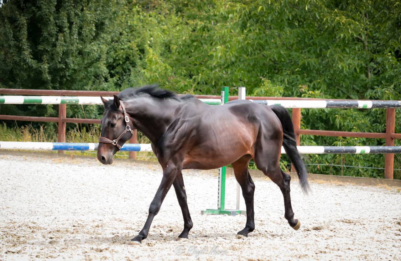 Jaguar d'hebene  - Silla Francés 2019 por montender