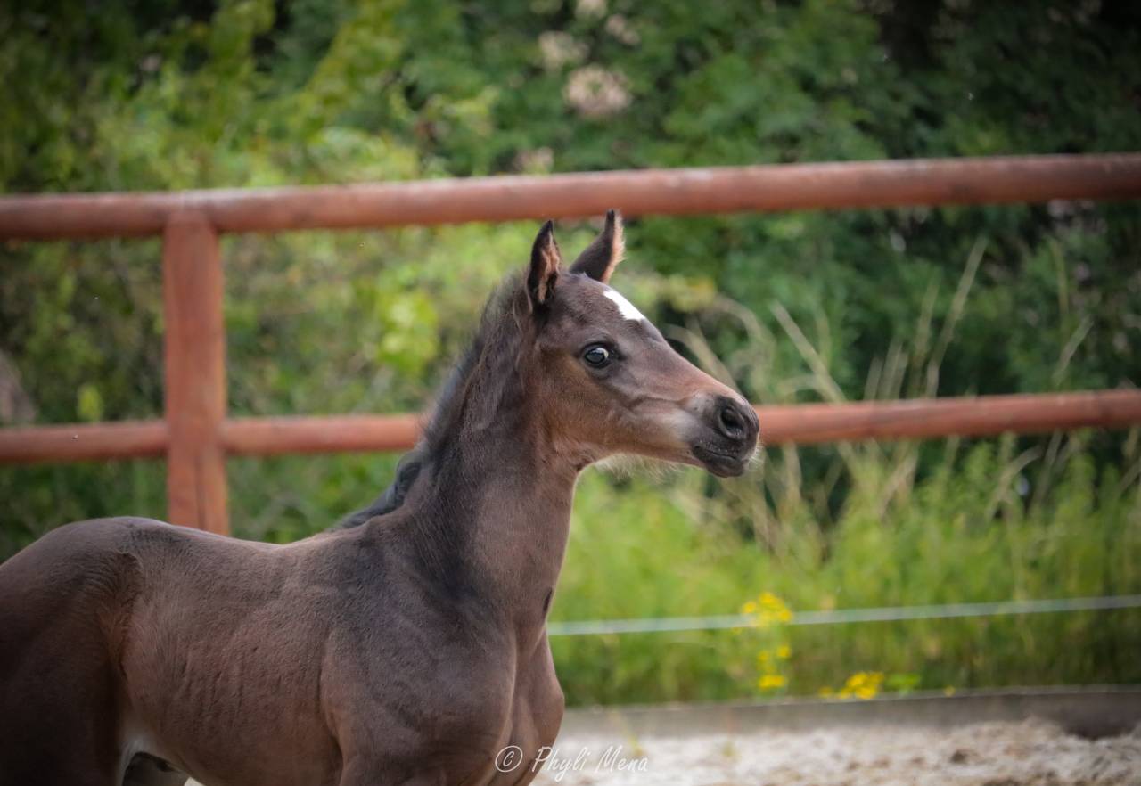 Jaguar d'hebene  - Silla Francés 2019 por montender
