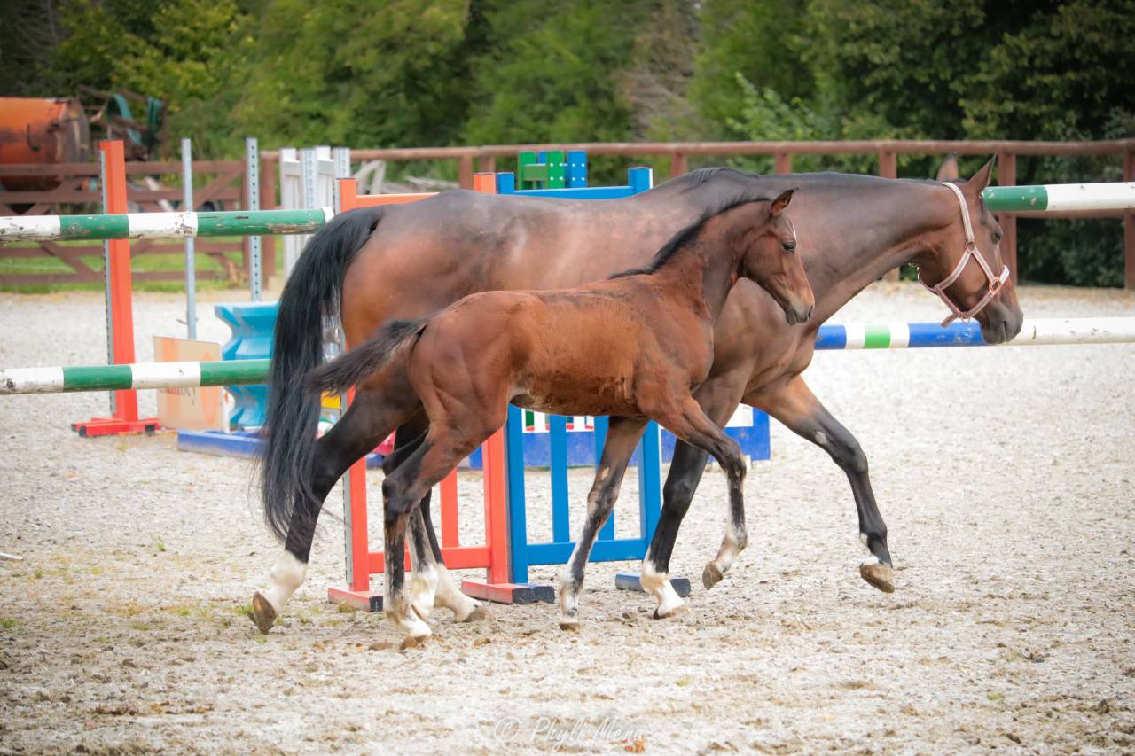 Jaguar d'hebene  - Silla Francés 2019 por montender