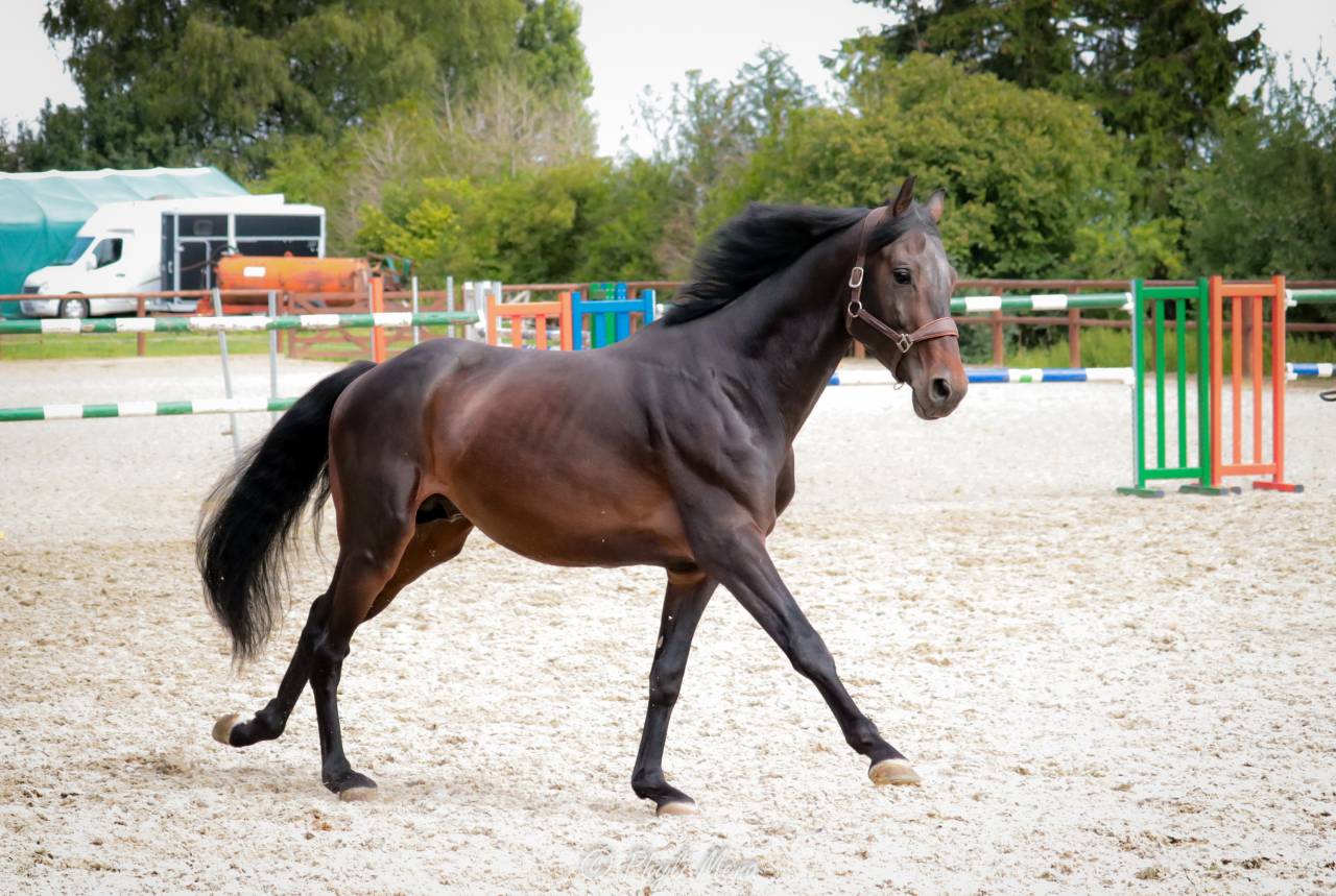 Jaguar d'hebene  - Silla Francés 2019 por montender