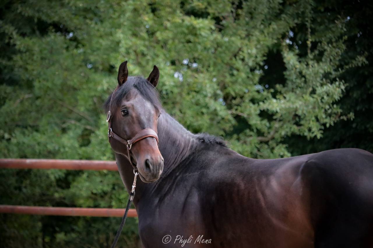 Jaguar d'hebene  - Silla Francés 2019 por montender