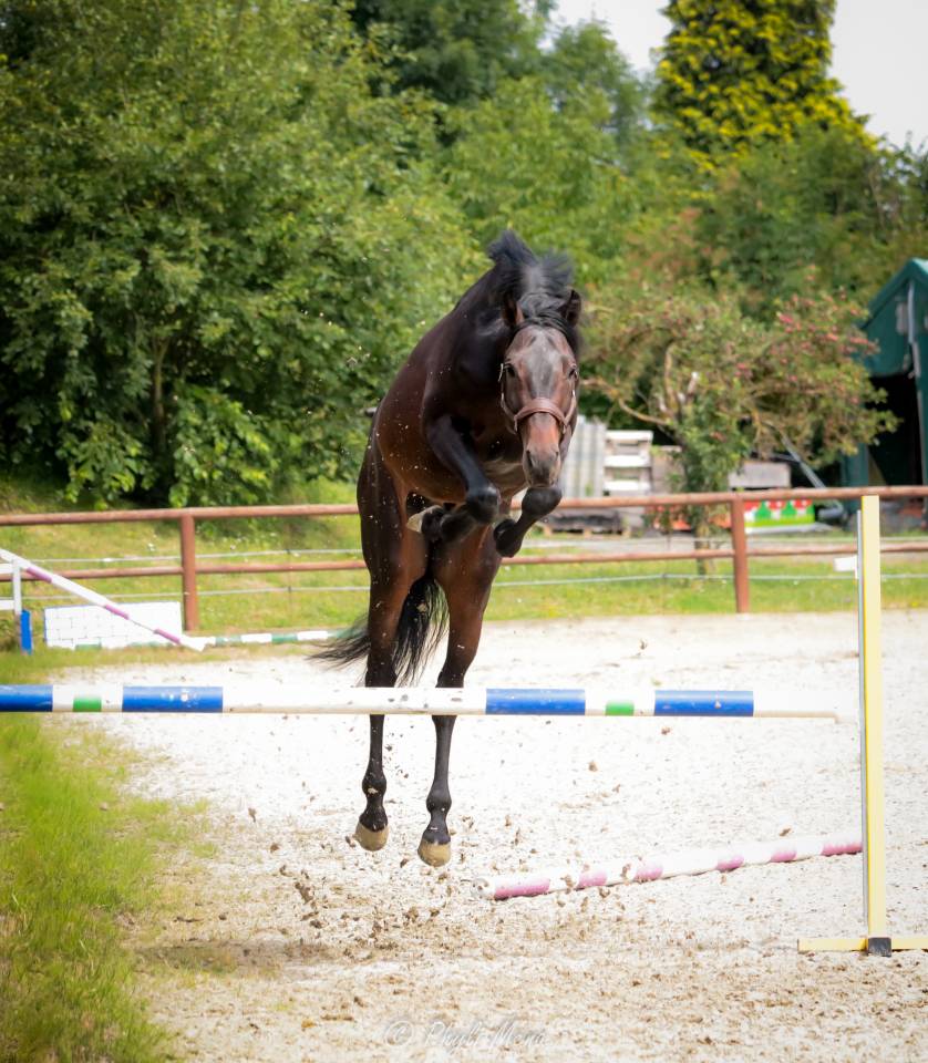 Jaguar d'hebene  - Silla Francés 2019 por montender