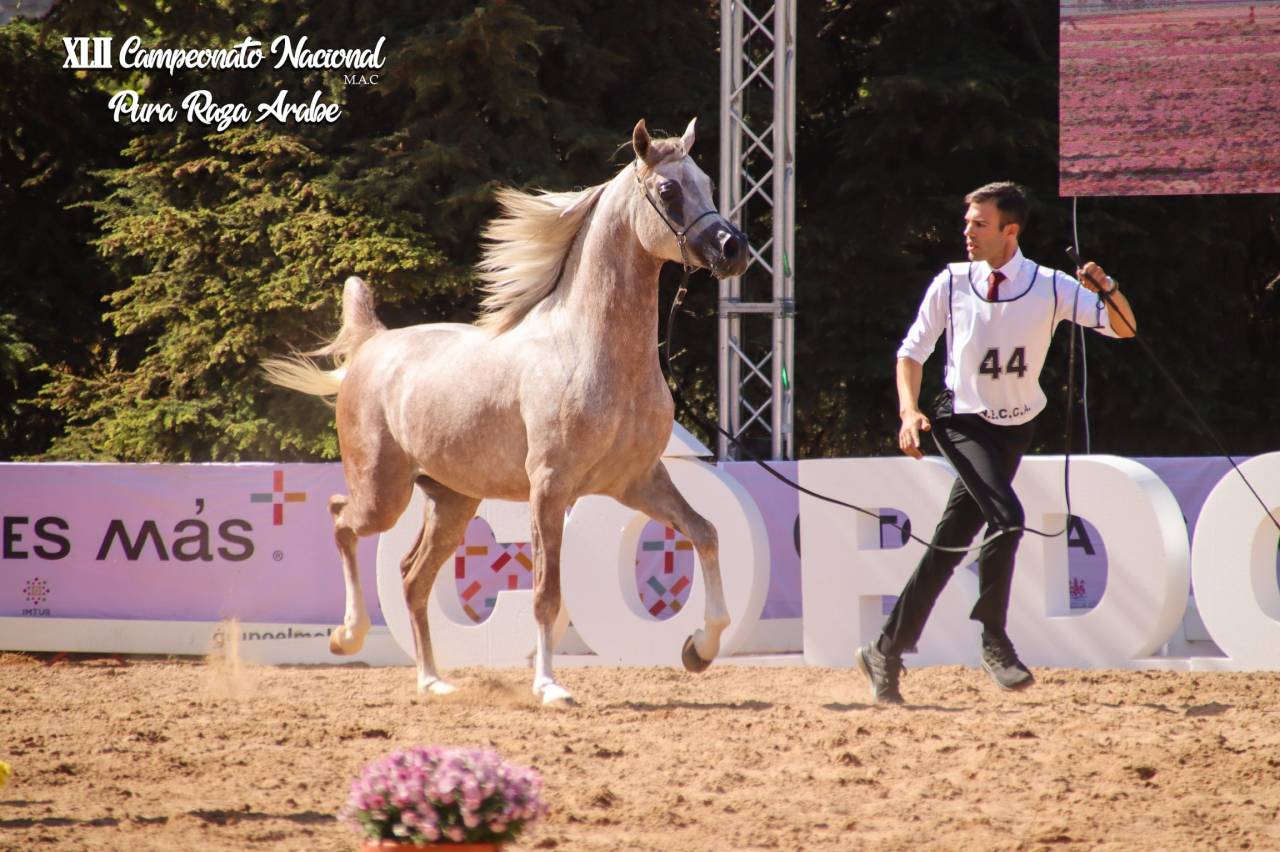 Semental árabe se ofrece en venta y para cubriciones 