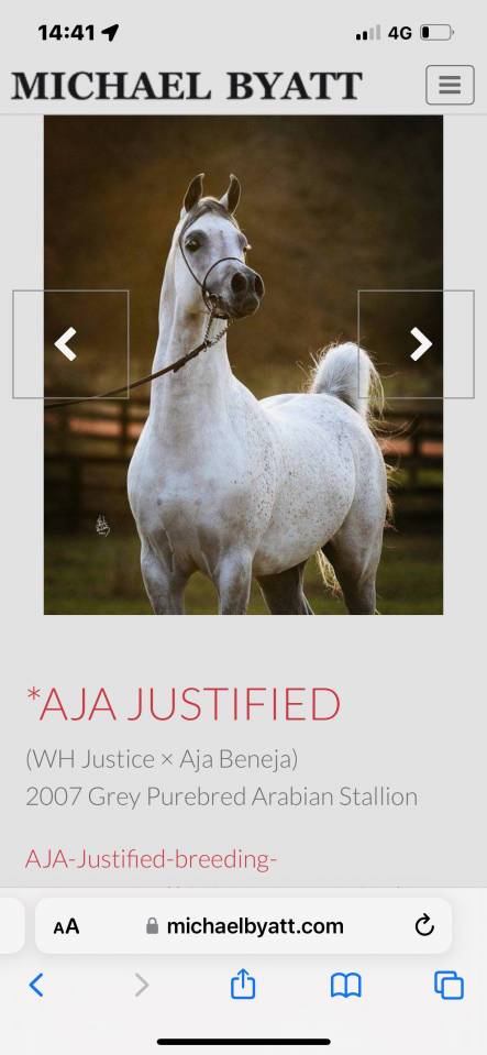 Semental árabe se ofrece en venta y para cubriciones 