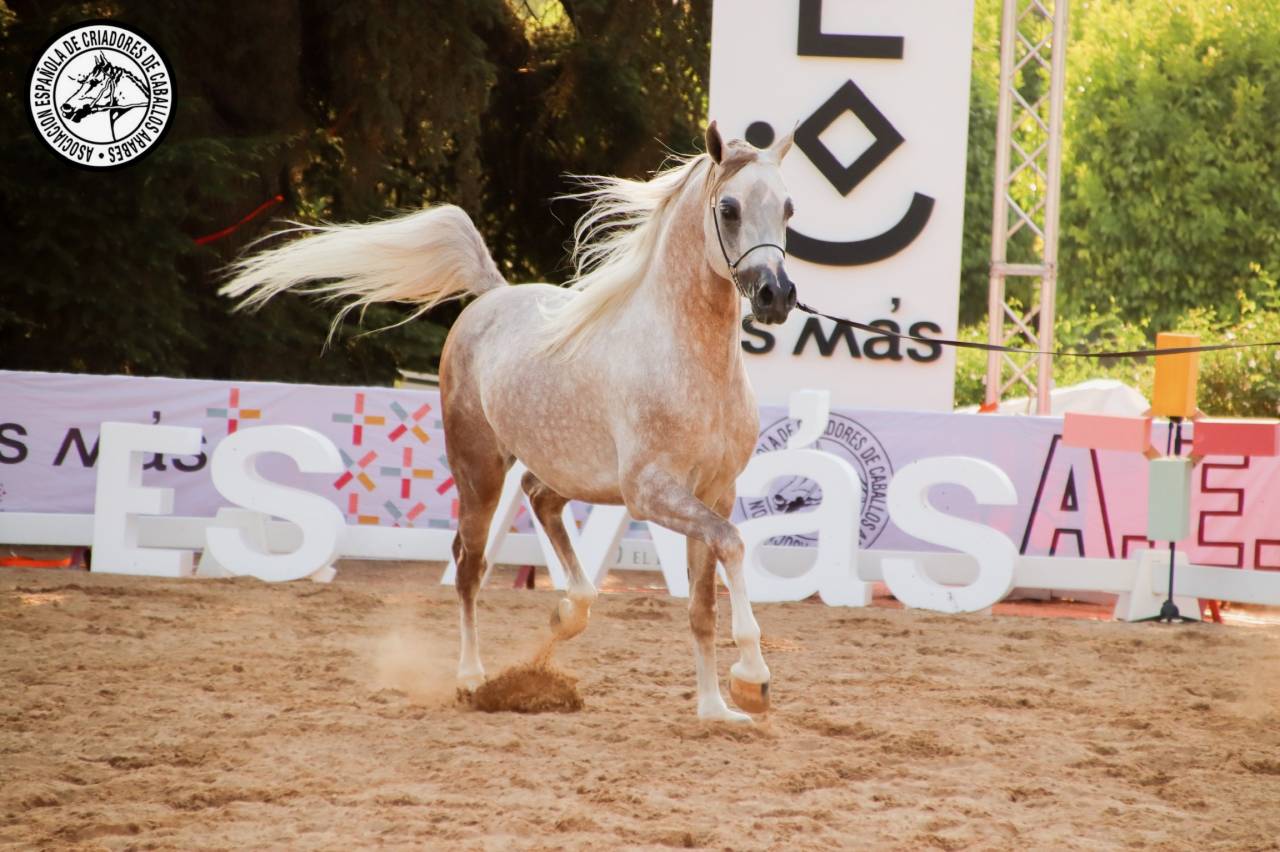 Semental árabe se ofrece en venta y para cubriciones 