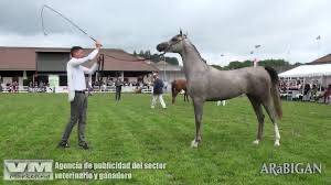 Semental árabe se ofrece en venta y para cubriciones 