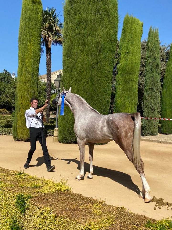 Semental árabe se ofrece en venta y para cubriciones 