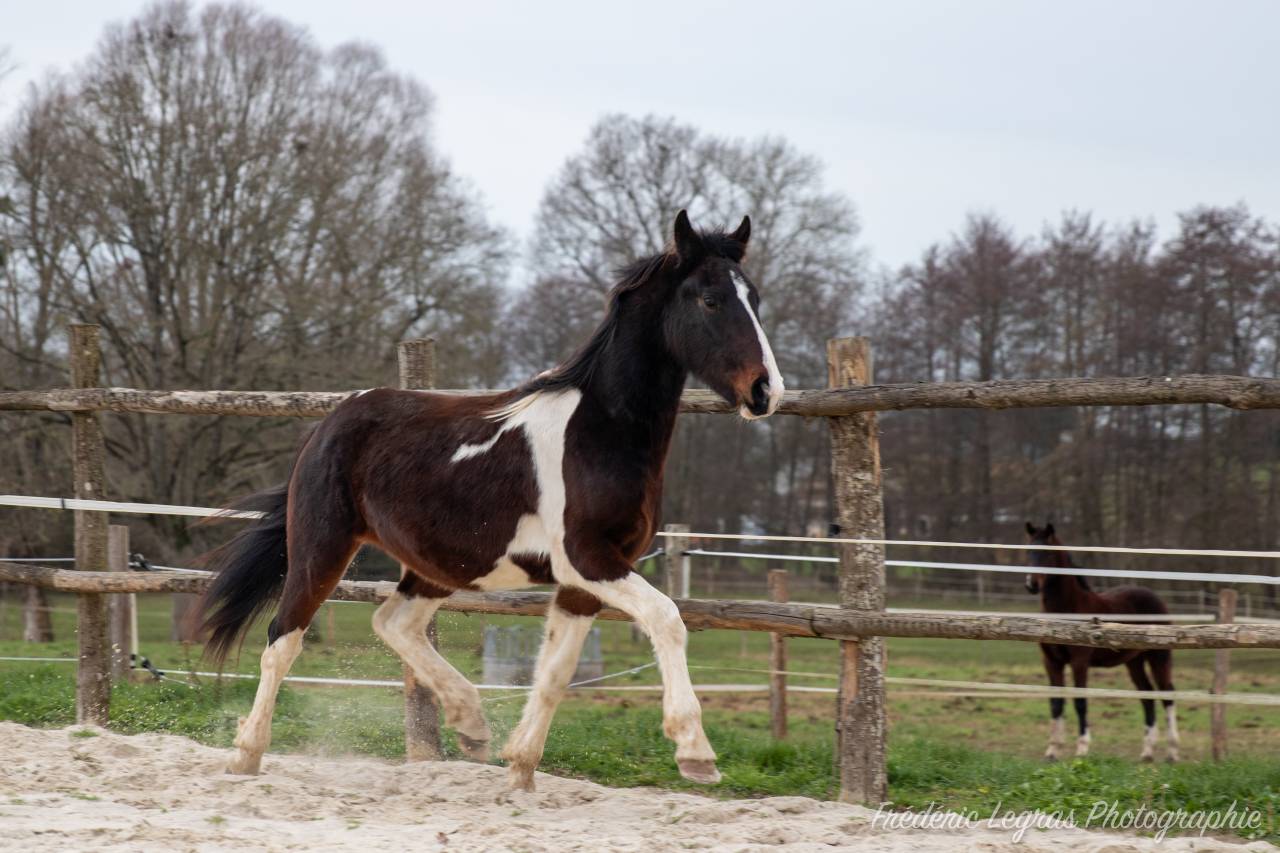 Potro Frisón En venta 2022 Otra capa por CHARISMATIC