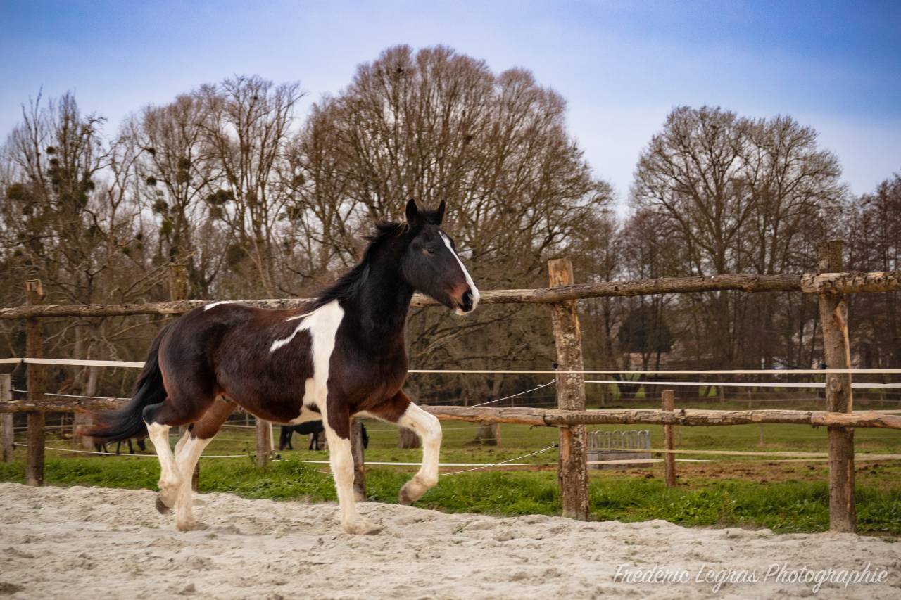Potro Frisón En venta 2022 Otra capa por CHARISMATIC
