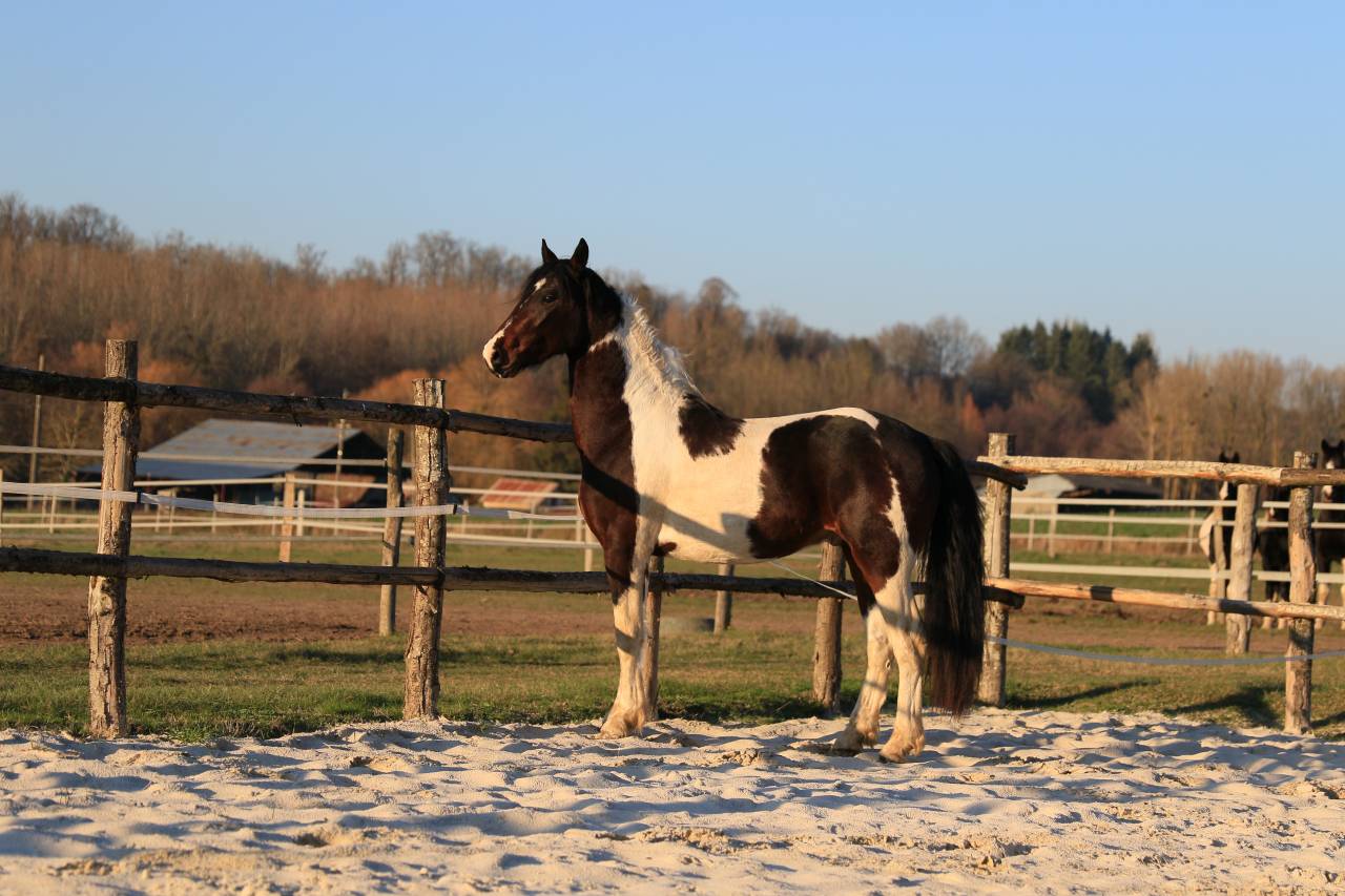 Caballo entero Frisón En venta 2021 Otra capa por CHARISMATIC