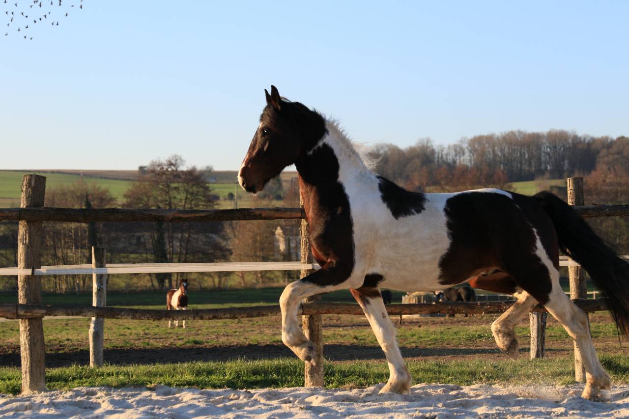 Caballo entero Frisón En venta 2021 Otra capa por CHARISMATIC