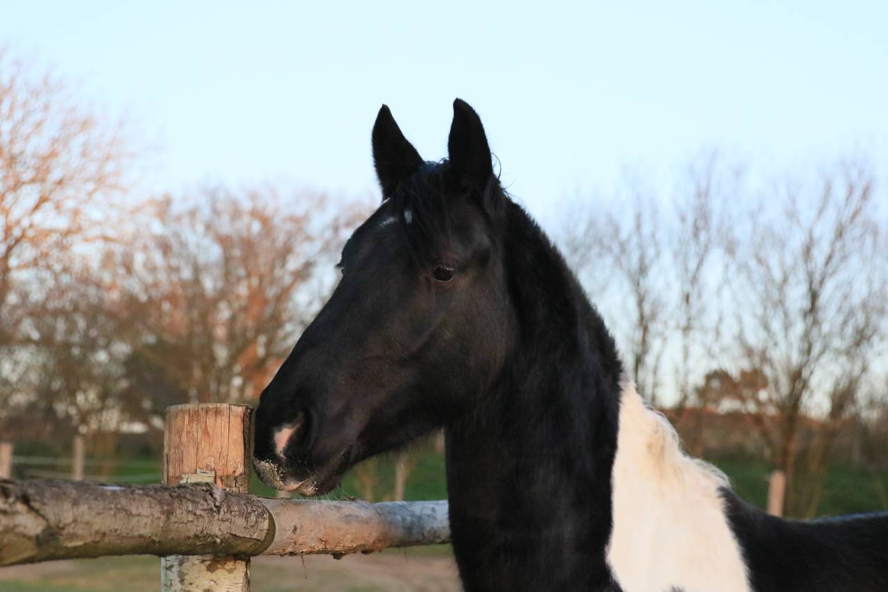 Caballo entero Frisón En venta 2020 Otra capa por CHARISMATIC