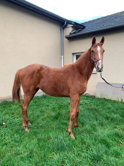 Caballo castrado Silla Francés En venta 2021 Alazán por ROY DE LA VALLEE