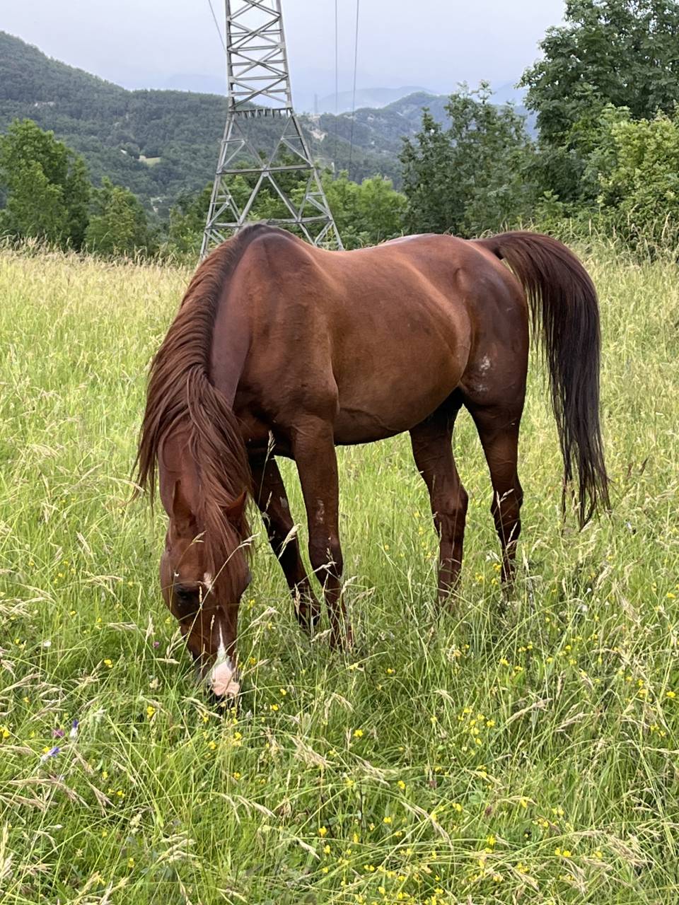 DH OMAHA JUSTYNN - Arabe 2007 por Wh Justice(us)
