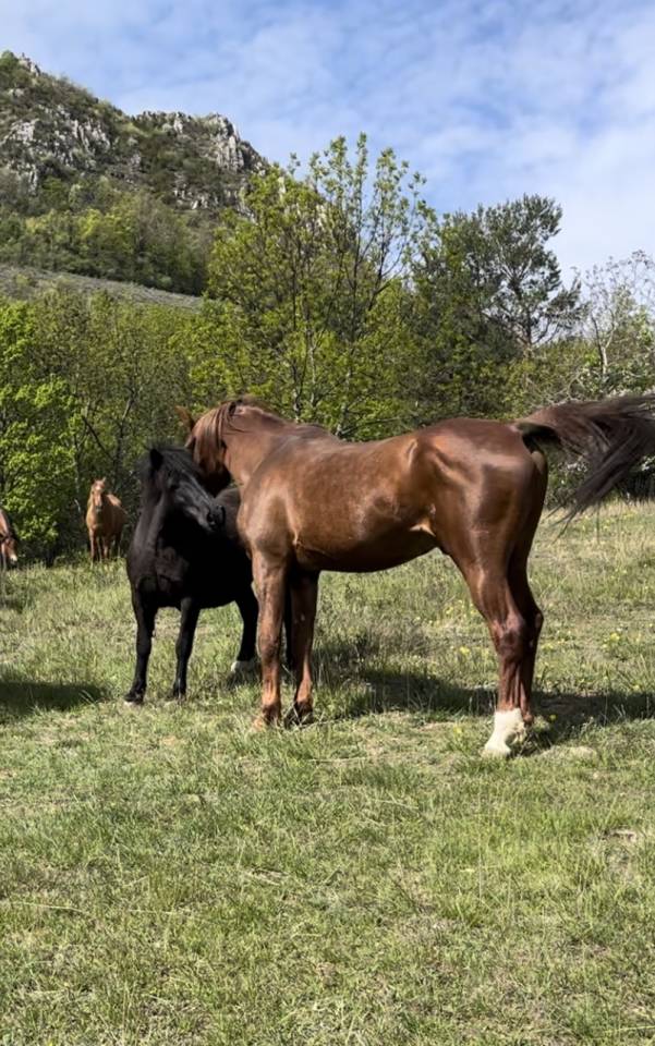 DH OMAHA JUSTYNN - Arabe 2007 por Wh Justice(us)