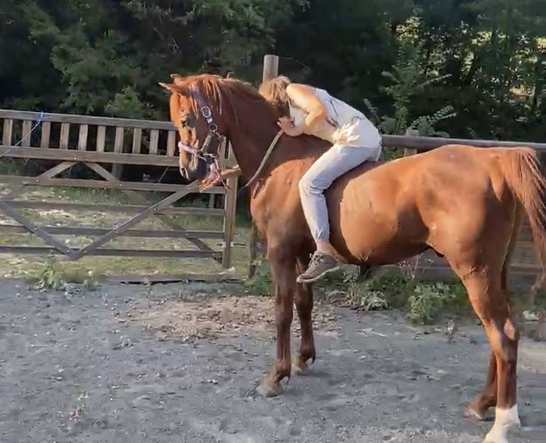 DH OMAHA JUSTYNN - Arabe 2007 por Wh Justice(us)
