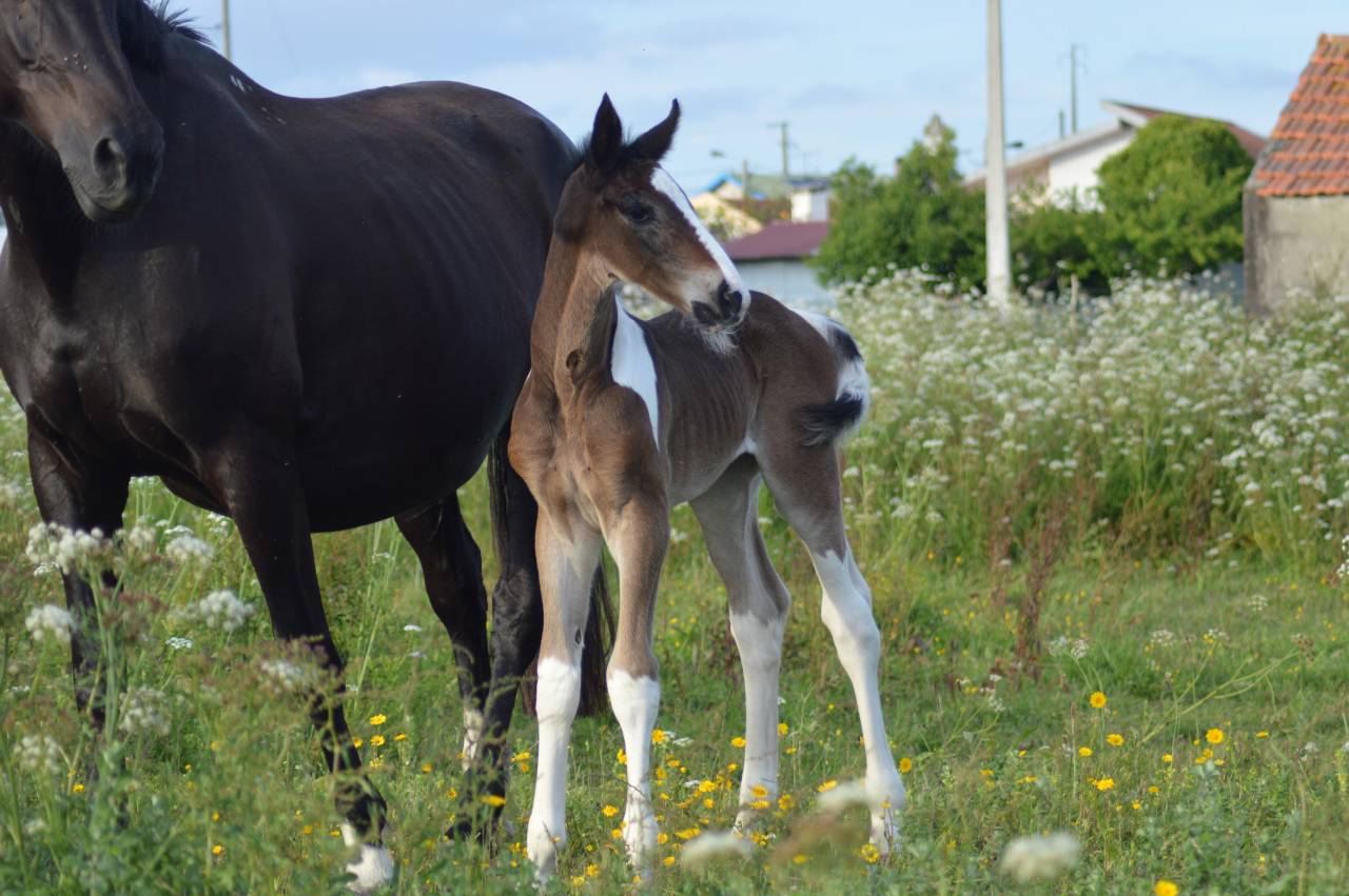Espectacular pio de salto con origen materna 5estrellas