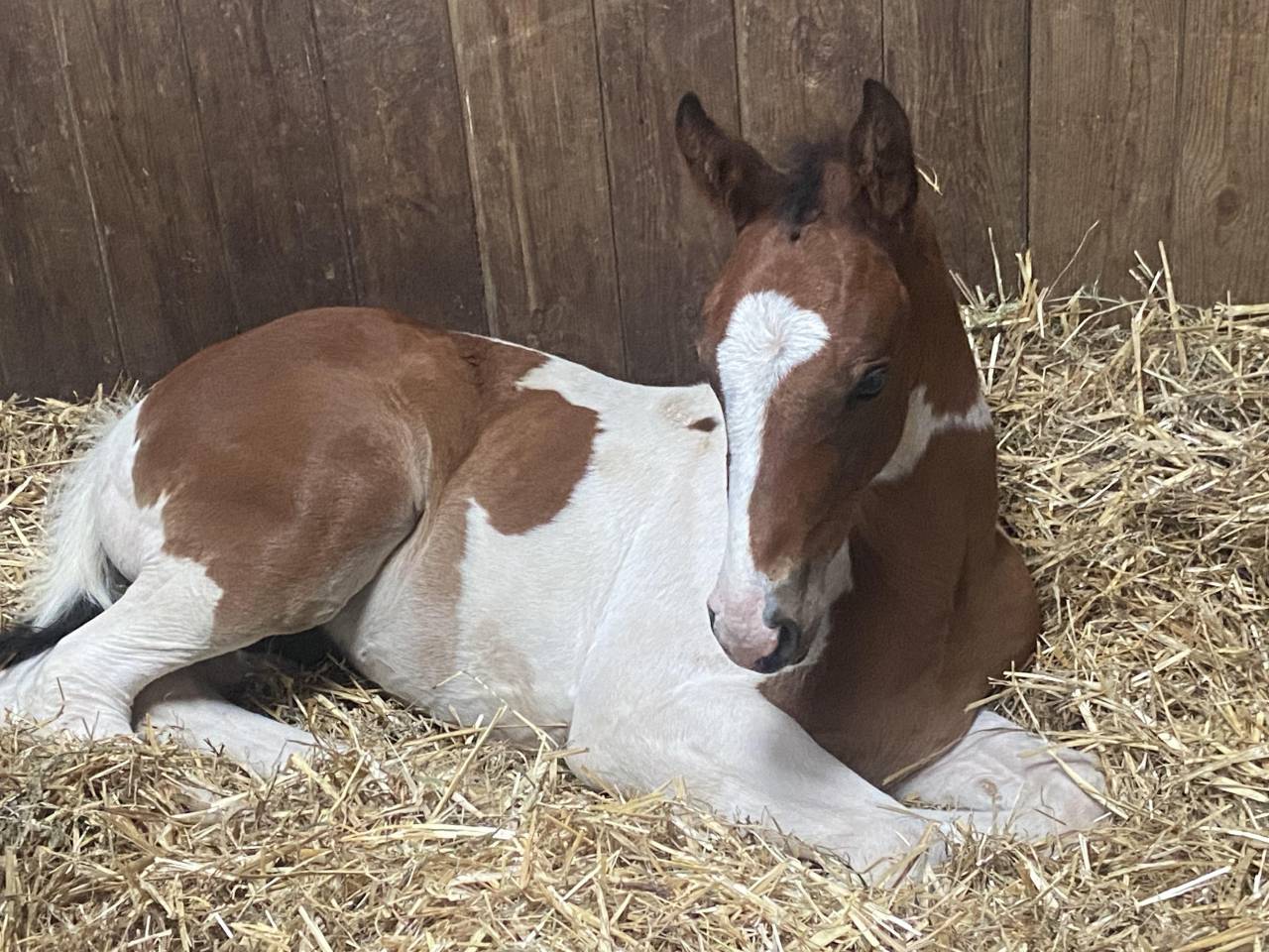 Espectacular pio de salto con origen materna 5estrellas