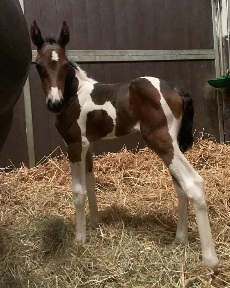 Espectacular pio de salto con origen materna 5estrellas