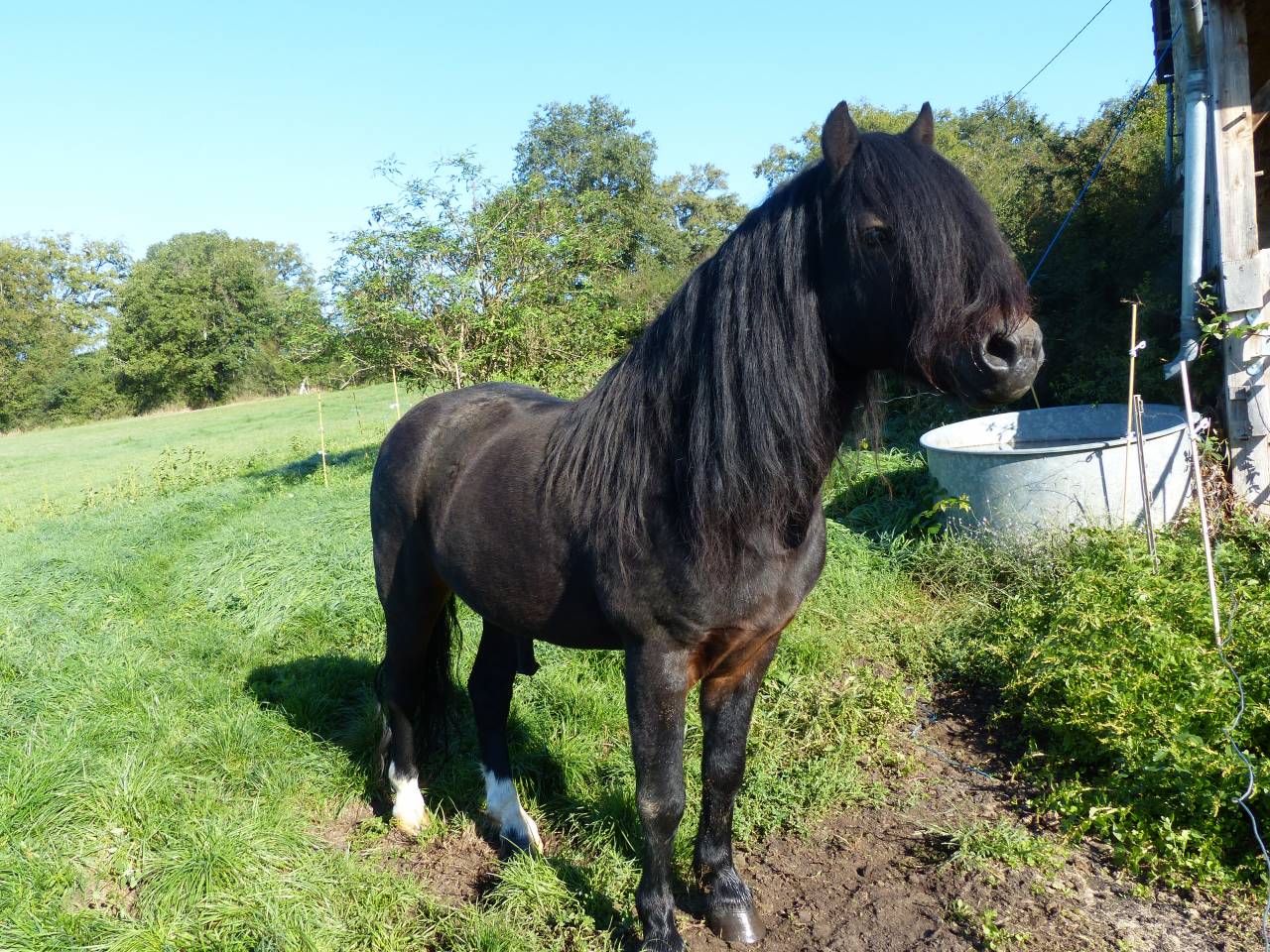 BLUEBERRY HILL SQUARE - Dartmoor 2011 por SHERBERTON BAILEYS (GB) DA