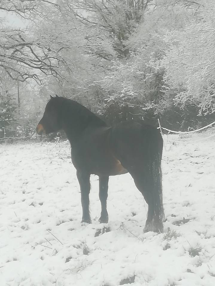 BLUEBERRY HILL SQUARE - Dartmoor 2011 por SHERBERTON BAILEYS (GB) DA