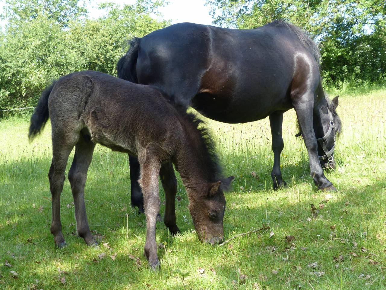 BLUEBERRY HILL SQUARE - Dartmoor 2011 por SHERBERTON BAILEYS (GB) DA